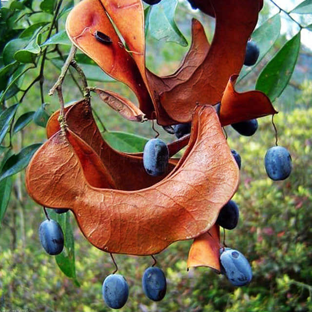 Pithecellobium clypearia