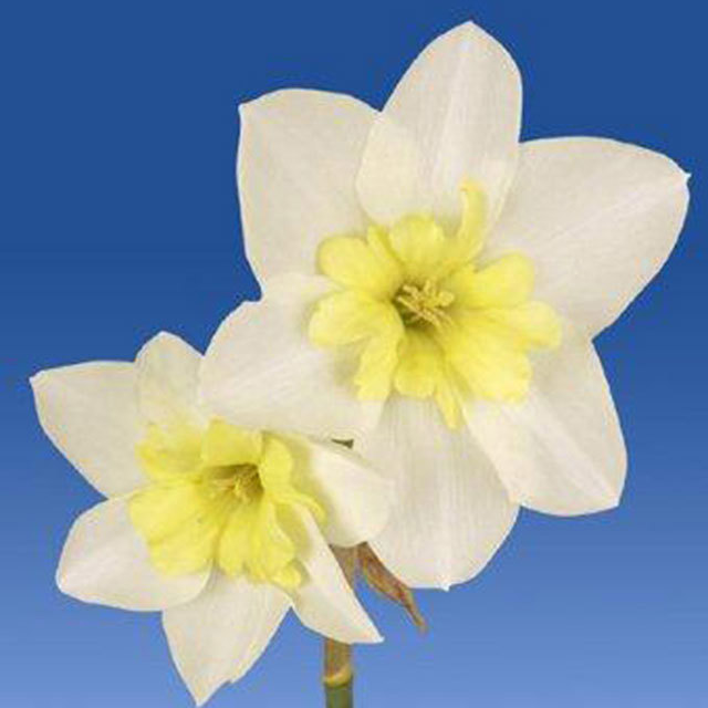 Narcissus Bella Estrella