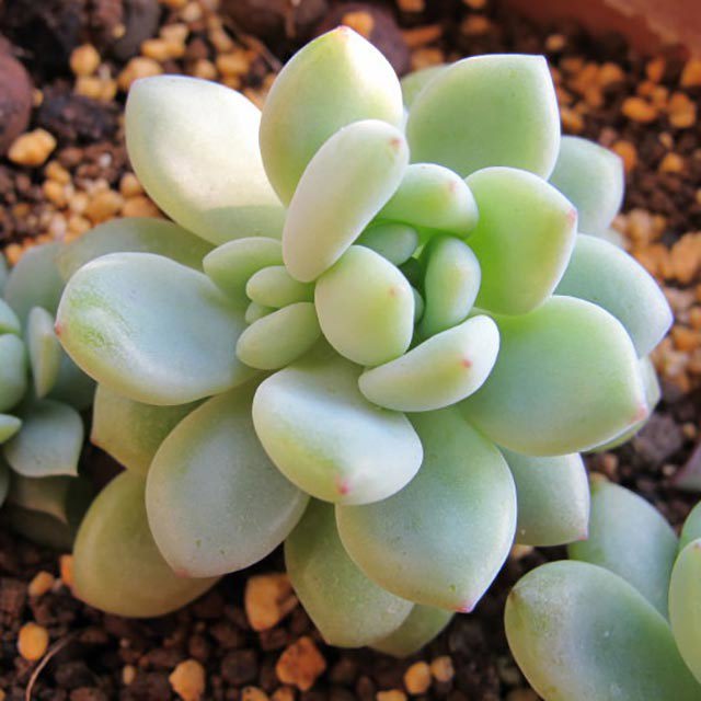 Sedum clavatum Leggy Stems