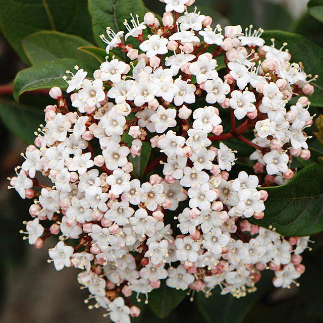 Viburnum dilatatum