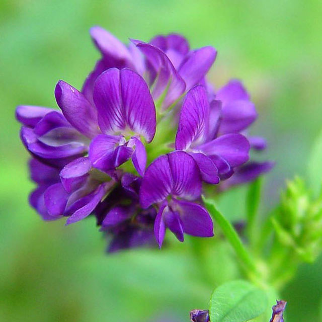 Medicago sativa