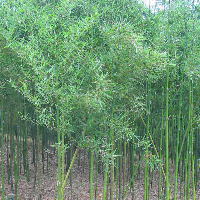 Phyllostachys praecox