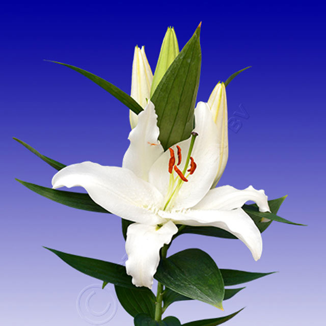 Lily Cold Play White Cottony Spots