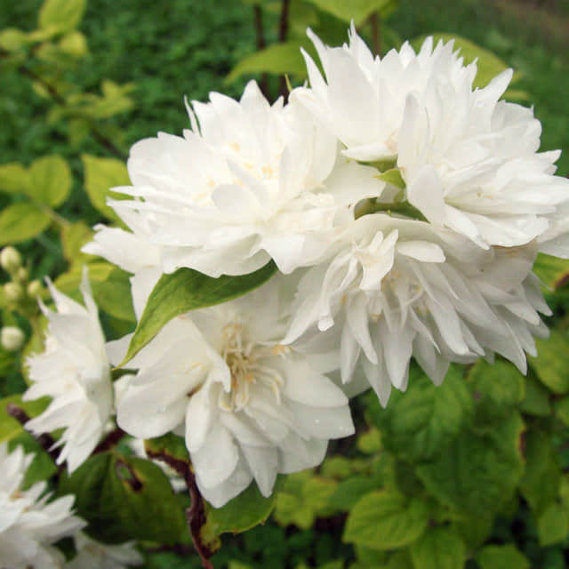Philadelphus x virginalis Minnesota Snowflake