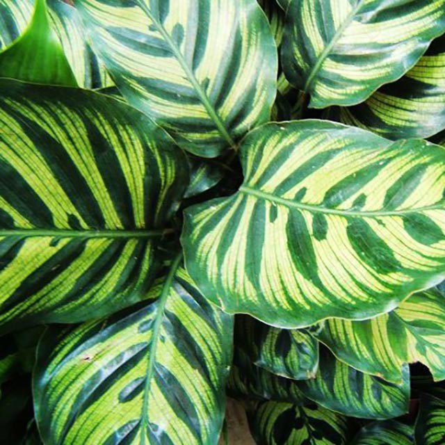 Calathea makoyana