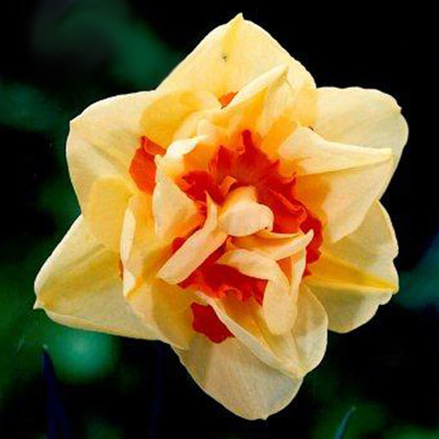 Narcissus Flower Parade