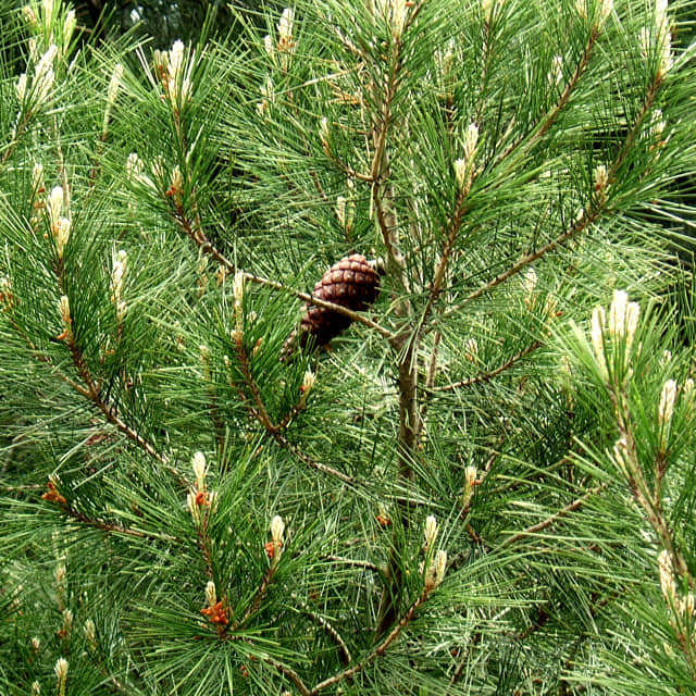 Pinus halepensis