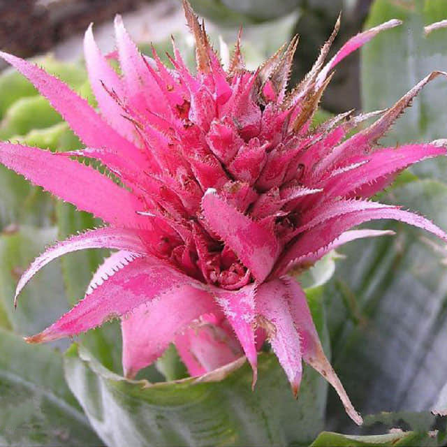 Aechmea fasciata