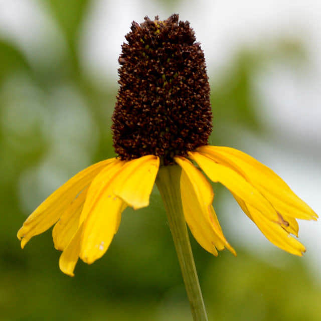 Ratibida columnifera