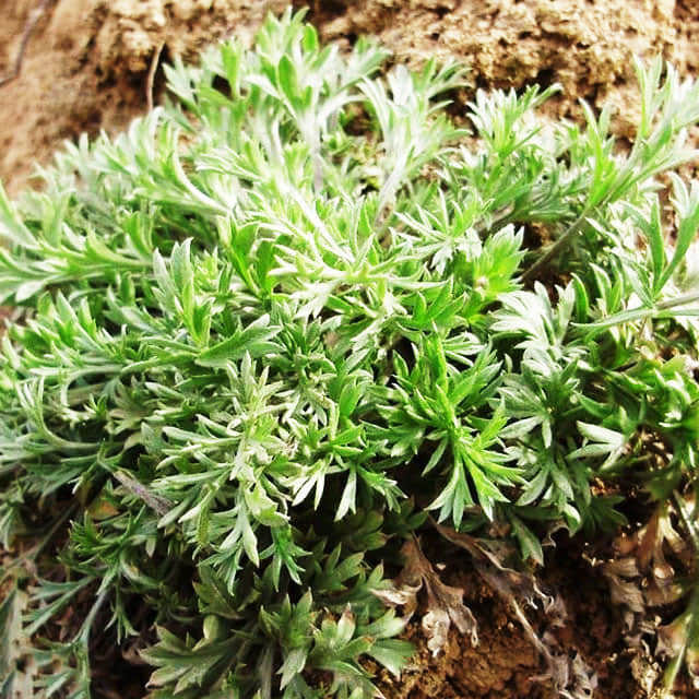 Artemisia stelleriana