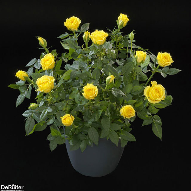 Mini Rose Corn Jewel Leggy Stems