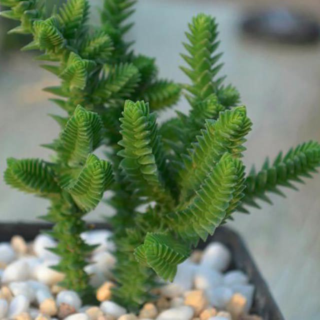 Crassula pyramidalis White Cottony Spots