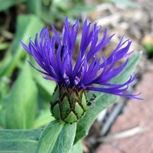 Centaurea montana