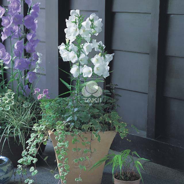 Campanula Takion F1 White