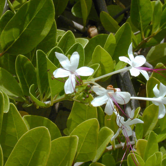Myoporum laetum