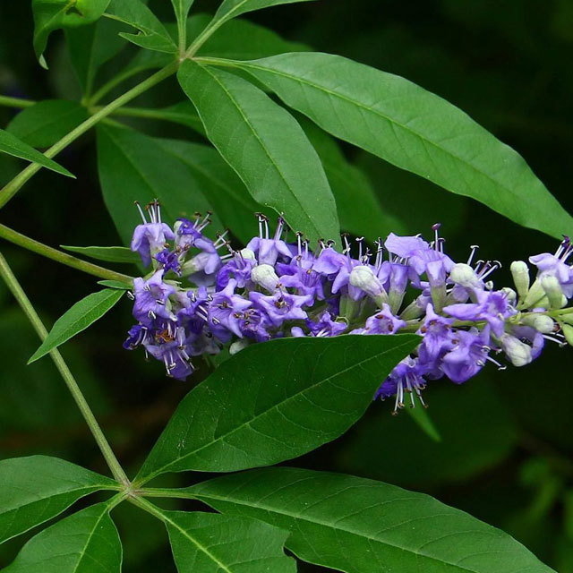 Vitex agnus-castus