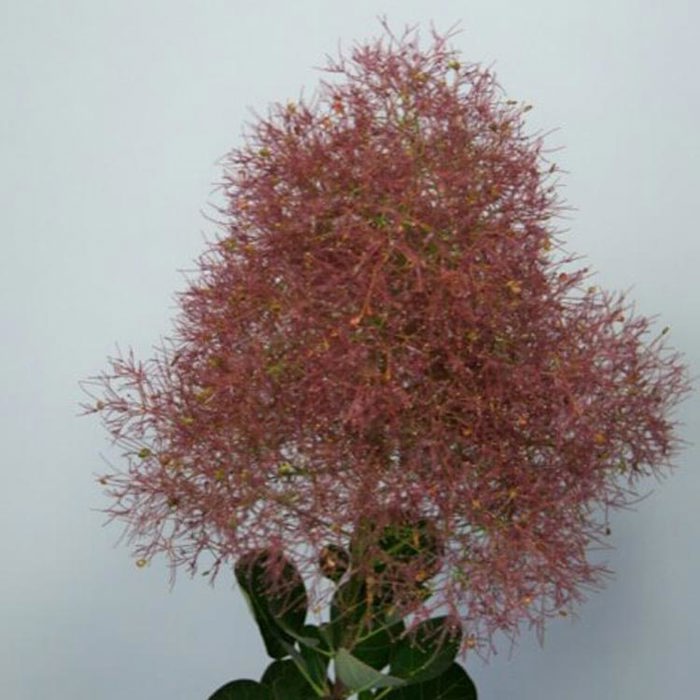 Cotinus coggygria Magical Torch
