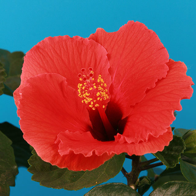 Hibiscus rosa-sinensis Cheerleader Simply Red Sticky Leaves