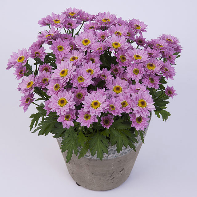Chrysanthemum Pico Violento Fine Webbing
