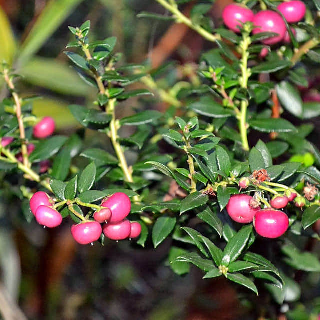 Gaultheria mucronata