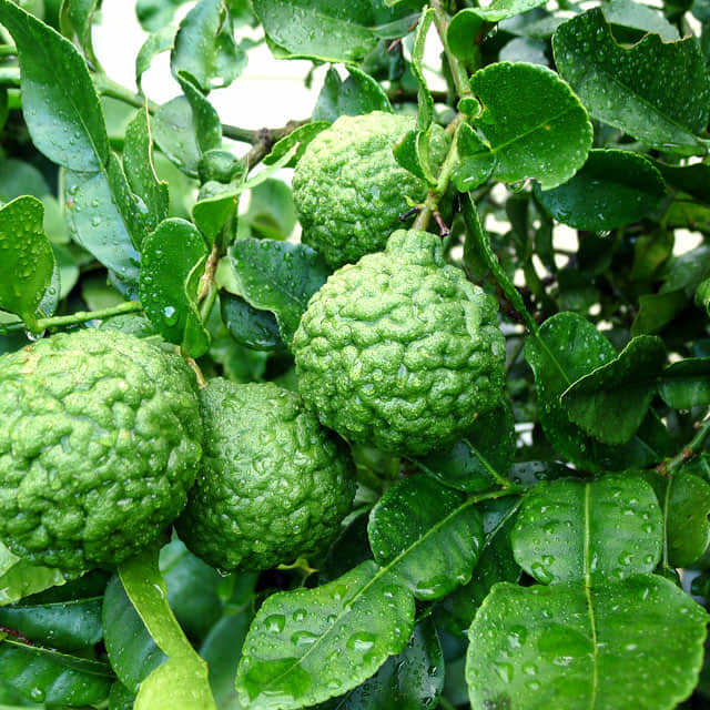 Citrus hystrix