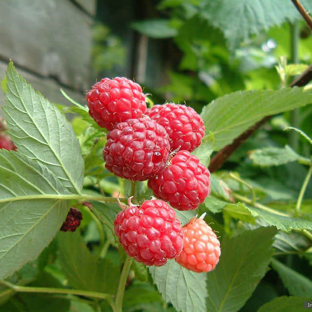 Rubus ursinus