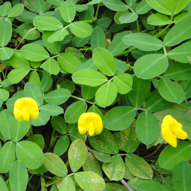 Arachis duranensis