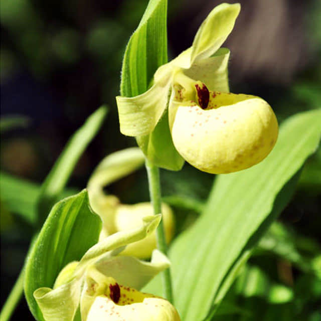 Cypripedium flavum