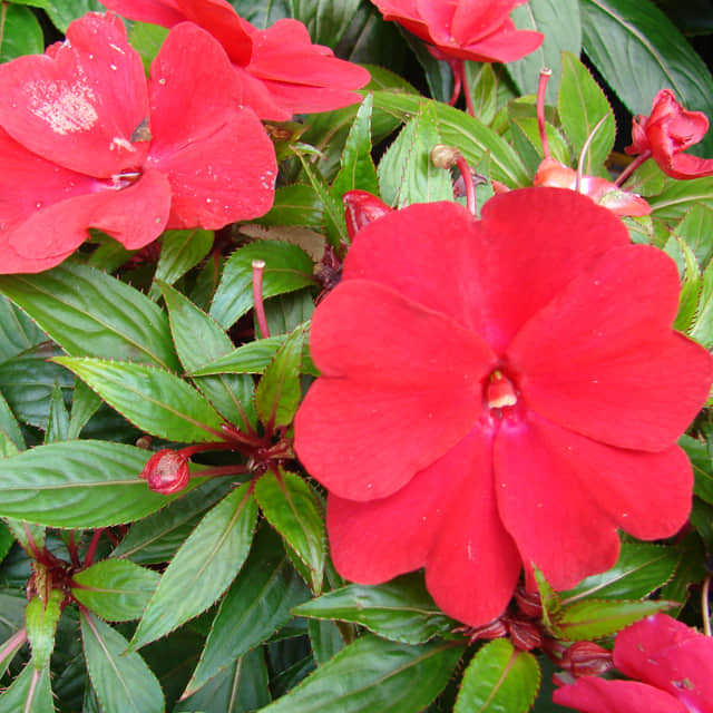 Impatiens hawkeri