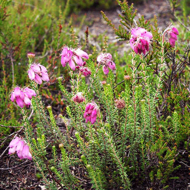 Erica tetralix
