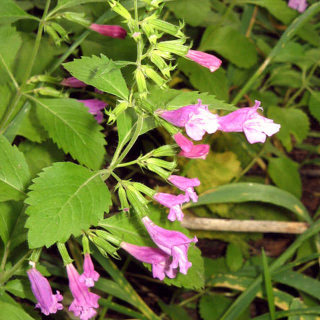 Nepeta sibirica