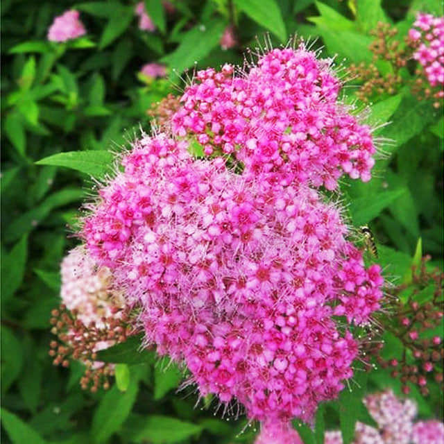 Spiraea billardii Triumphans Leggy Stems