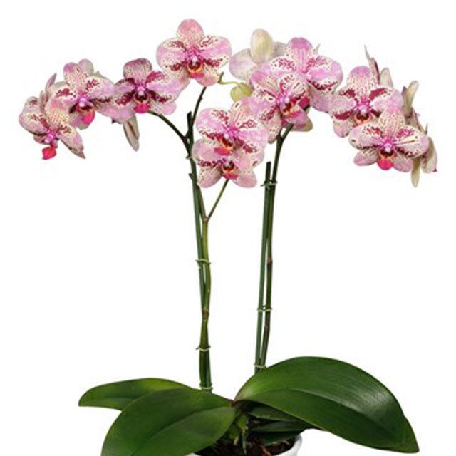 Phalaenopsis Frontera