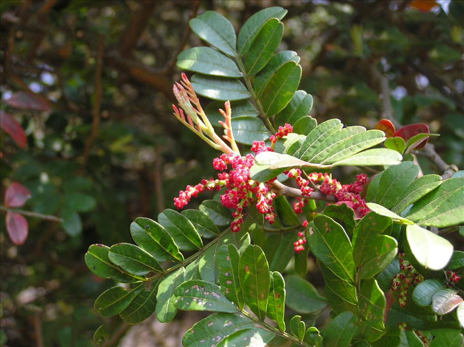 Pistacia weinmannifolia