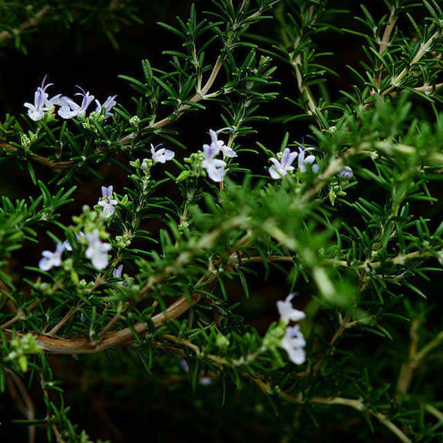 Rosmarinus officinalis Prostratus