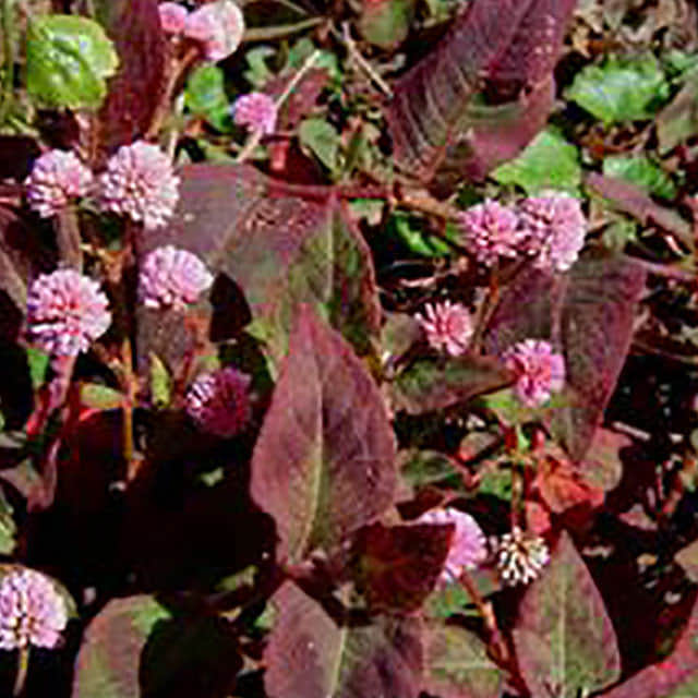Persicaria capitata