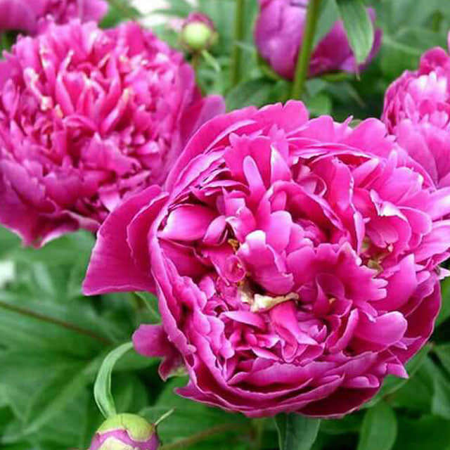 Paeonia officinalis