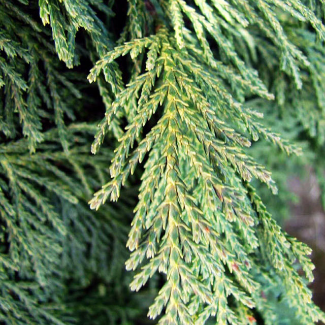 Chamaecyparis nootkatensis