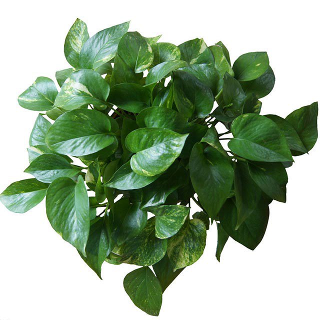 Epipremnum aureum