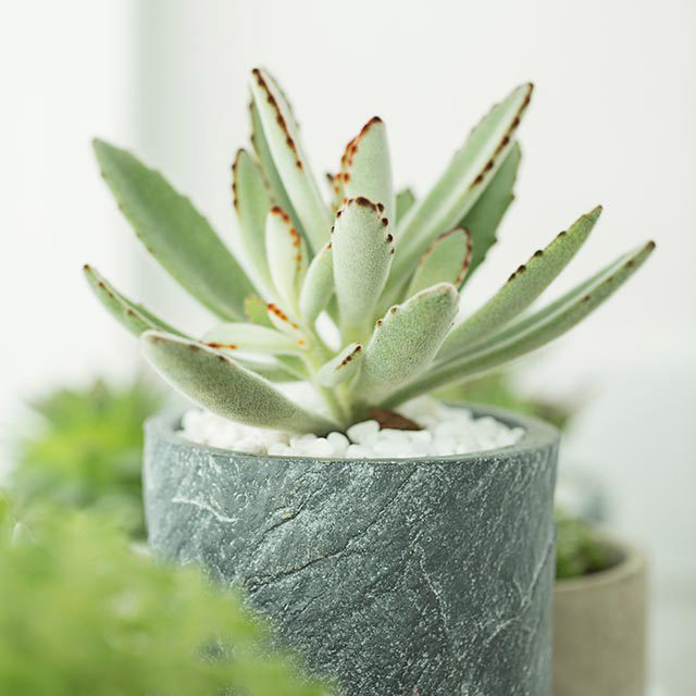 Kalanchoe tomentosa Brown Leaf Tips