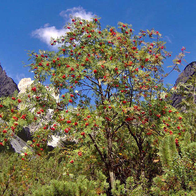 Sorbus aucuparia