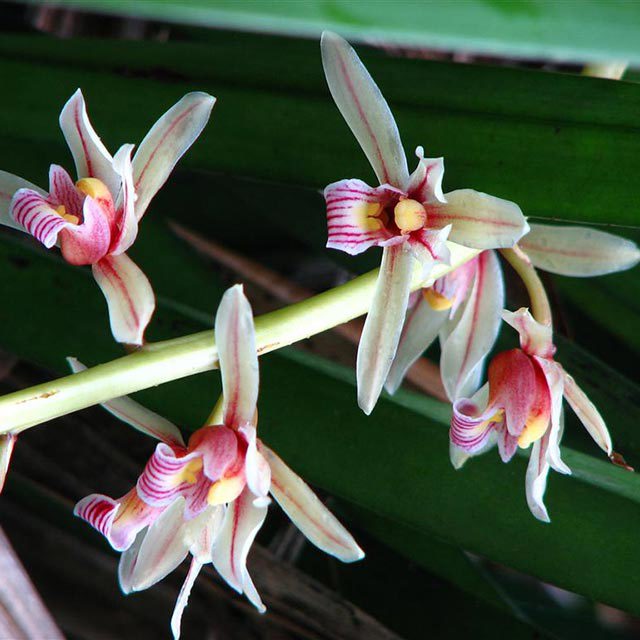 Cymbidium bicolor