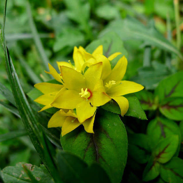 Lysimachia congestiflora
