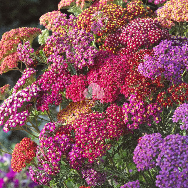 Achillea millefolium Flowerburst Red Shades F2