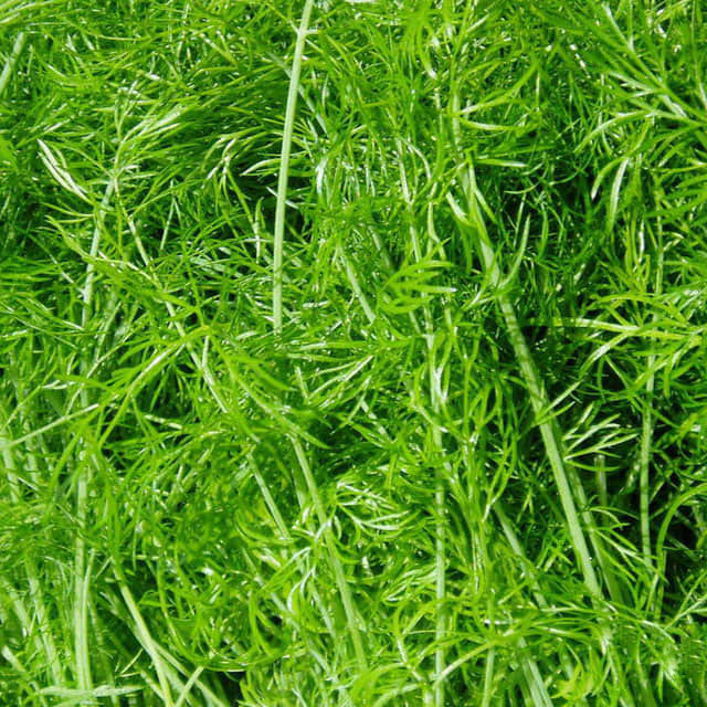 Foeniculum vulgare Leggy Stems