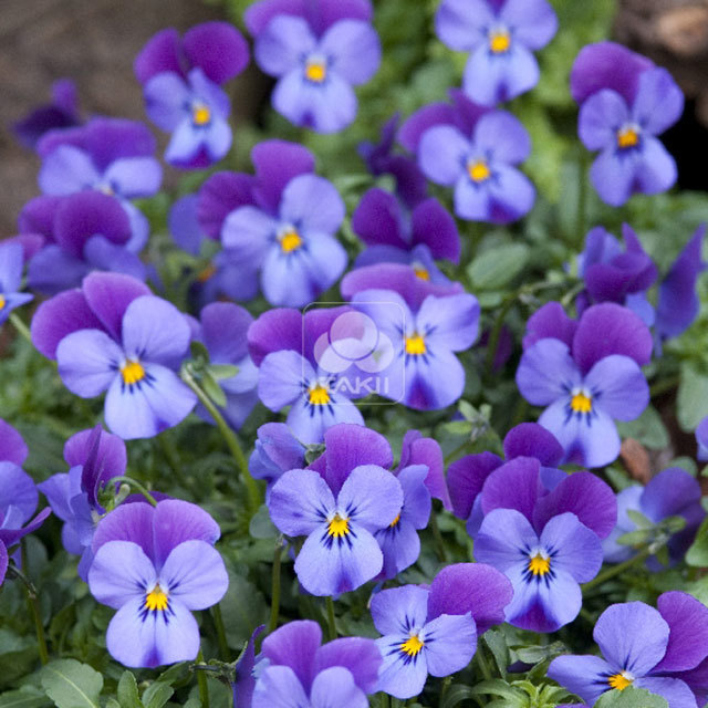 Viola cornuta Four Seasons Indigo Wing Blue White Cottony Spots