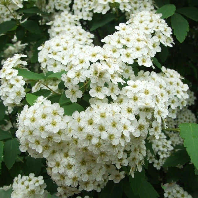 Spiraea cantoniensis Leggy Stems