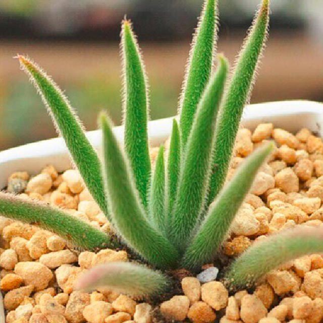 Crassula mesembryanthoides ssp. hispida White Powder