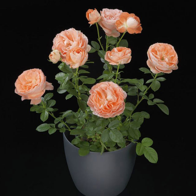 Mini Rose Rosa Terrazza Nova Leggy Stems