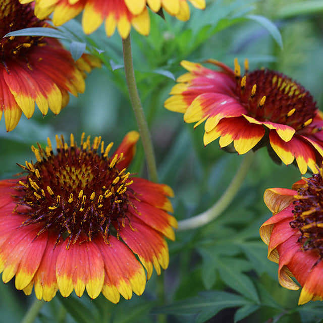 Gaillardia grandiflora